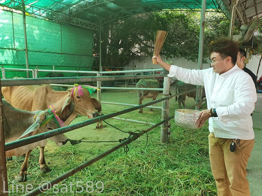 รูปที่ 19 — ทำบุญปล่อยโคกระบือครั้งที่5 ปี2563