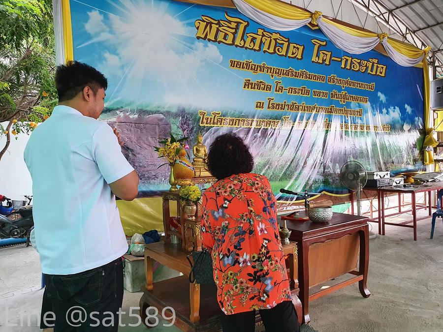 รูปที่ 7 — ทำบุญปล่อยโคกระบือครั้งที่5 ปี2563